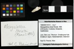 Foto (Objekt + Etiketten) von Mesogalathea striata (Remeš, 1895) 